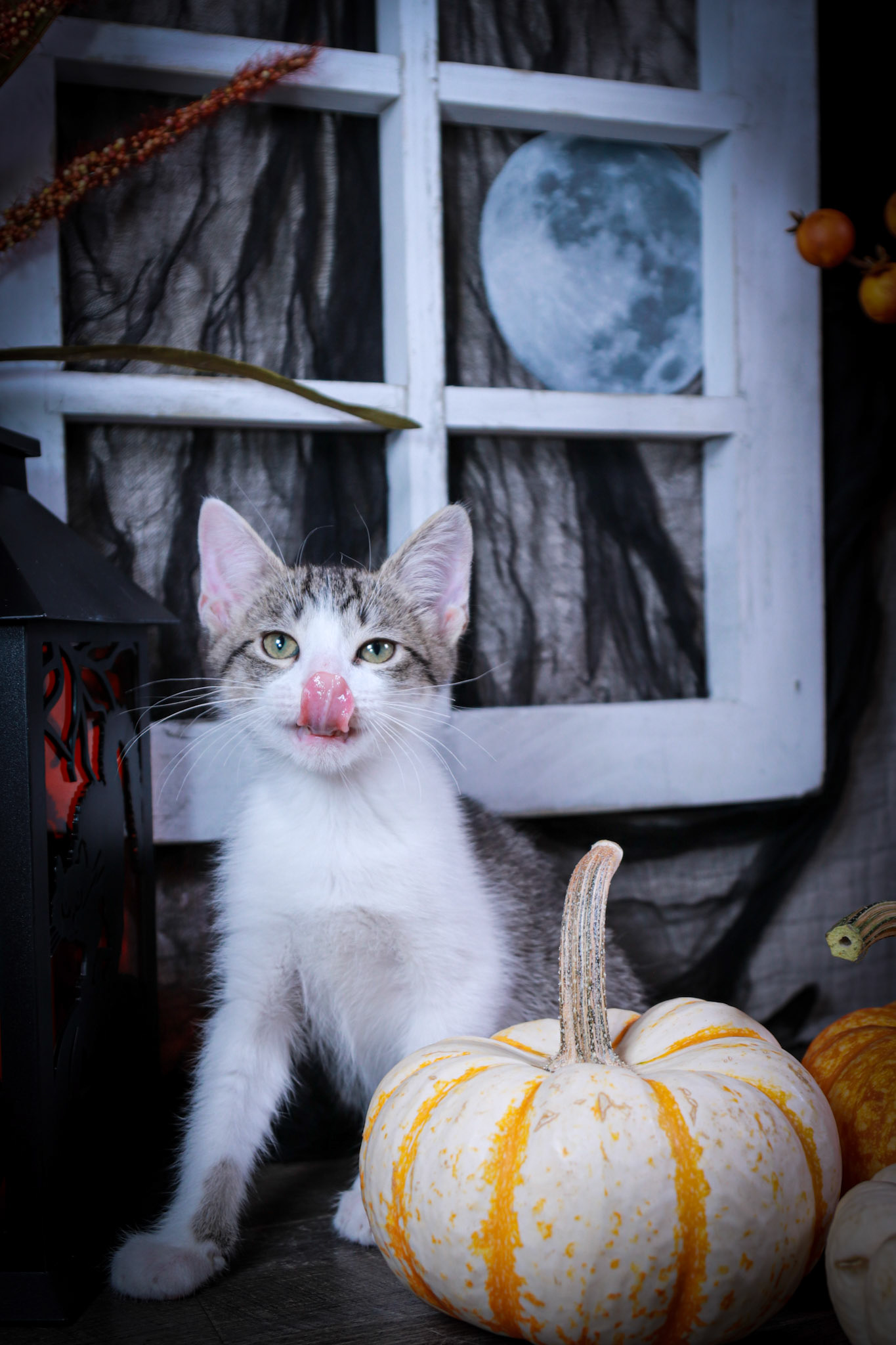 Telemikus (M-DSH-Tabby/White)
