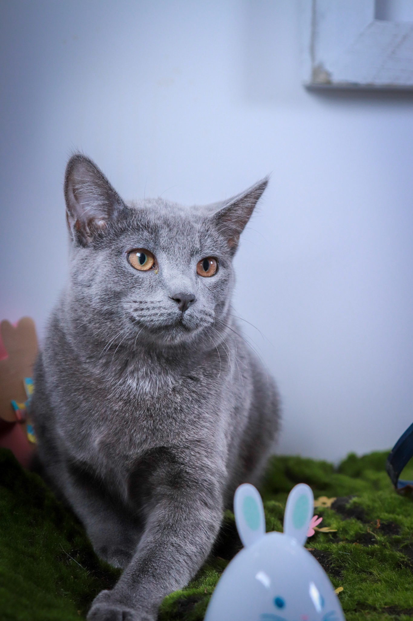 Moose (M-DSH-Russian Blue)