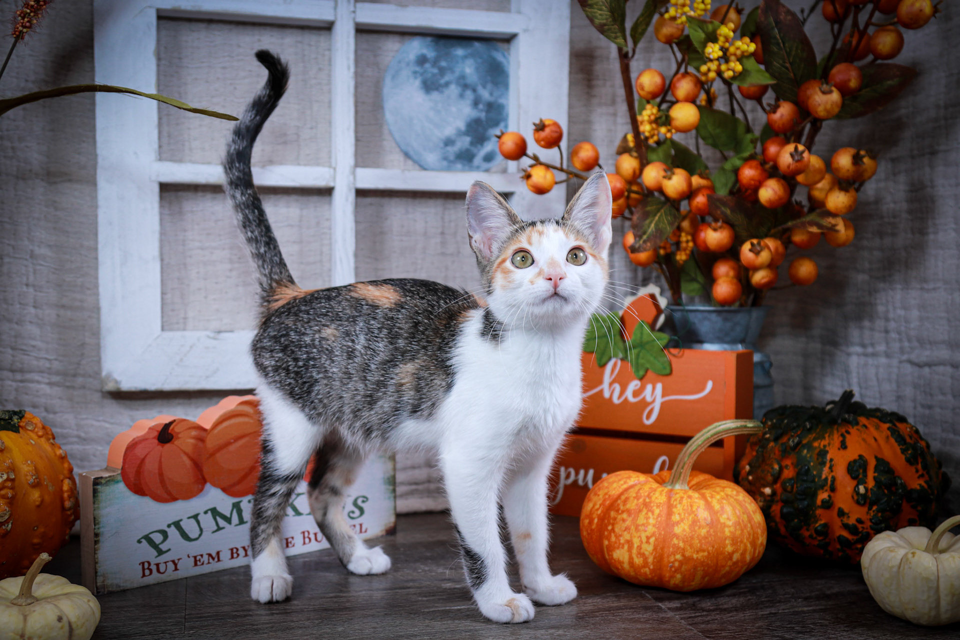 Emmie (F-DSH-Calico)