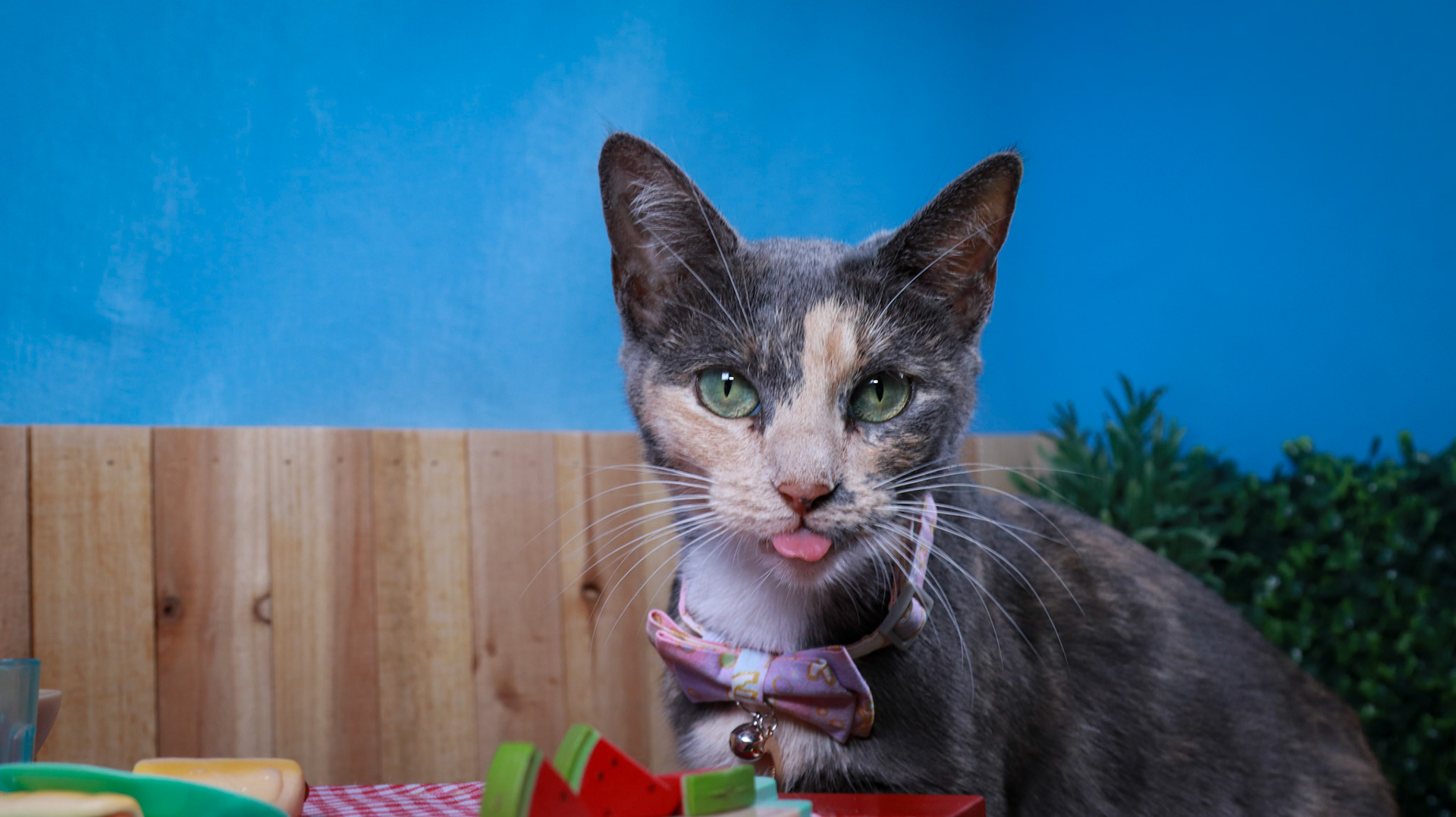 Opal (F-DSH-Dilute/Calico)