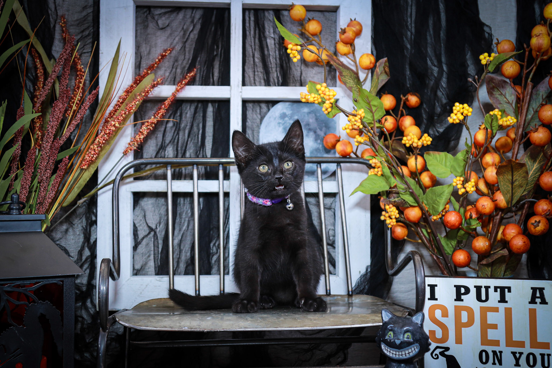 Bobbidi (F-DSH-Black)