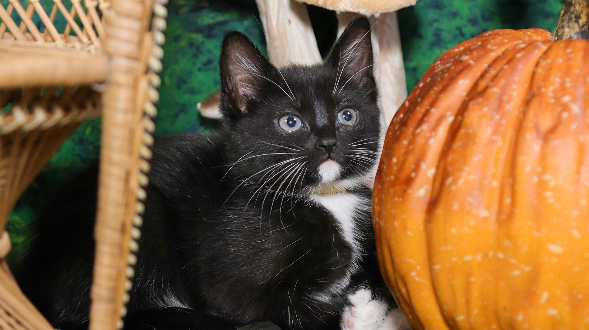 Olive (F-DSH-Polydactyl/Black/White/Tuxie)