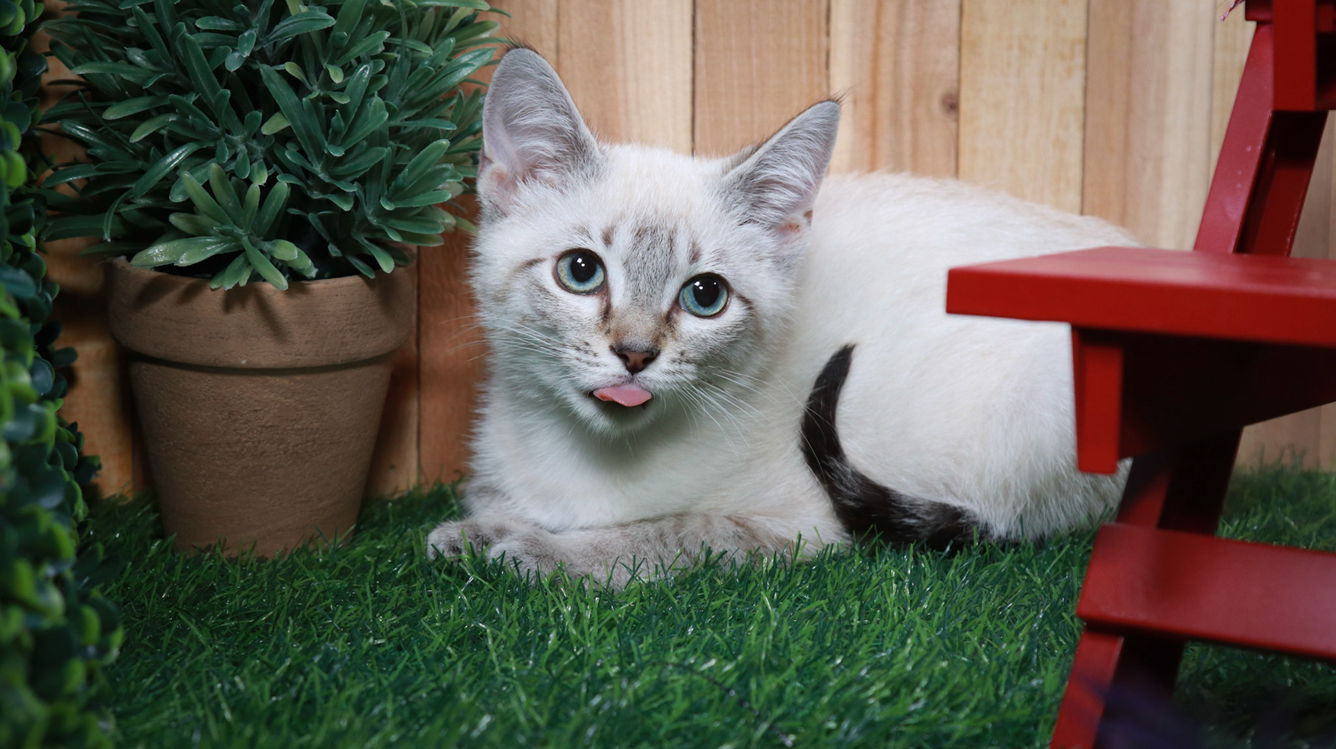 Cocoa Puff (M-DSH-Lynx Point Siamese)