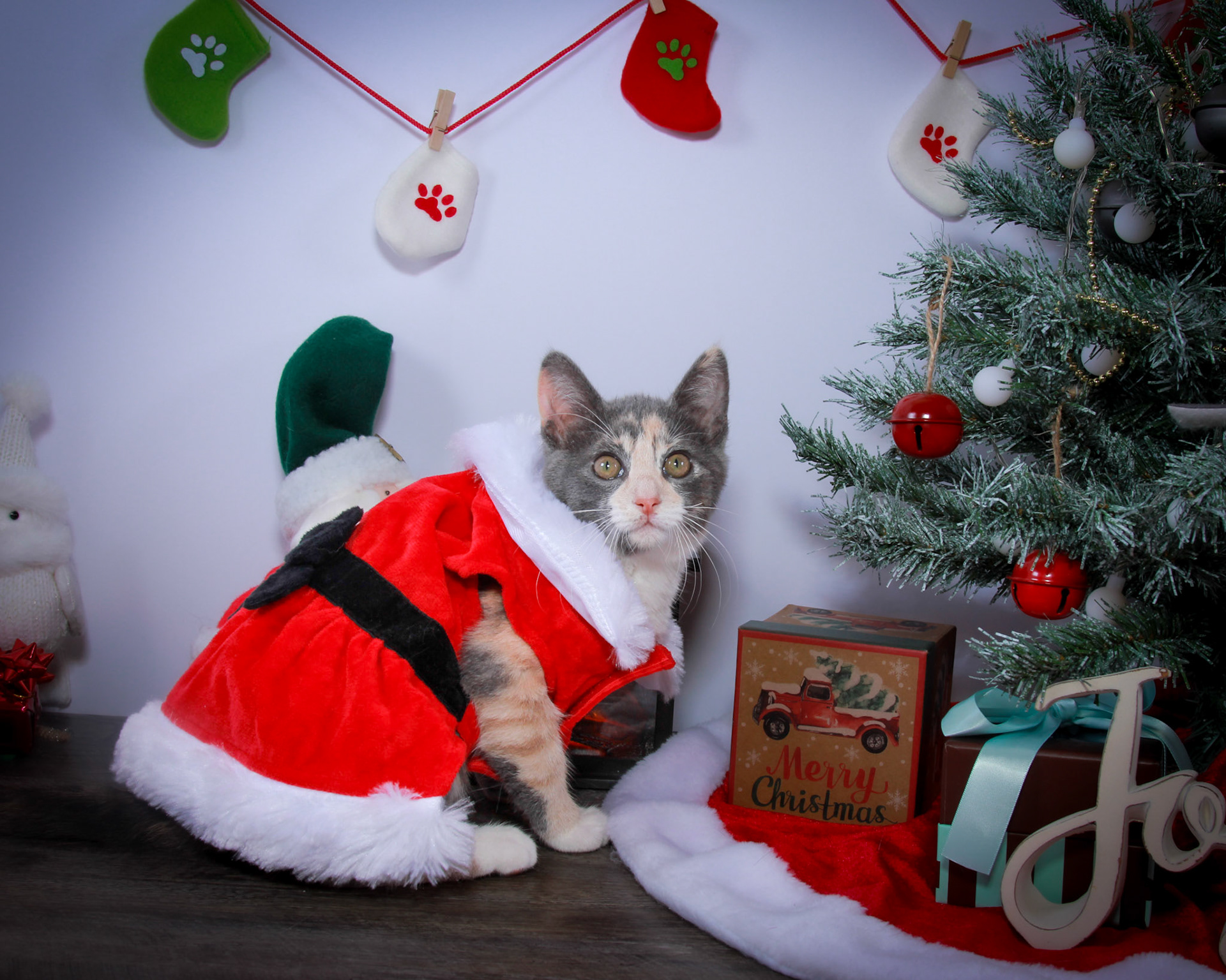 Lulu (F-DSH-Dilute/Calico)
