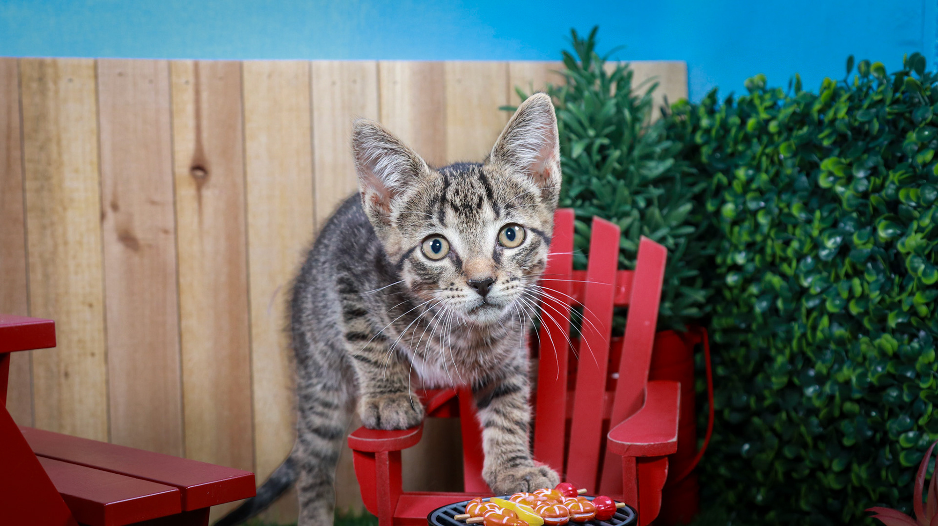 Bootstrap Bill Turner (M-DSH-Tabby)