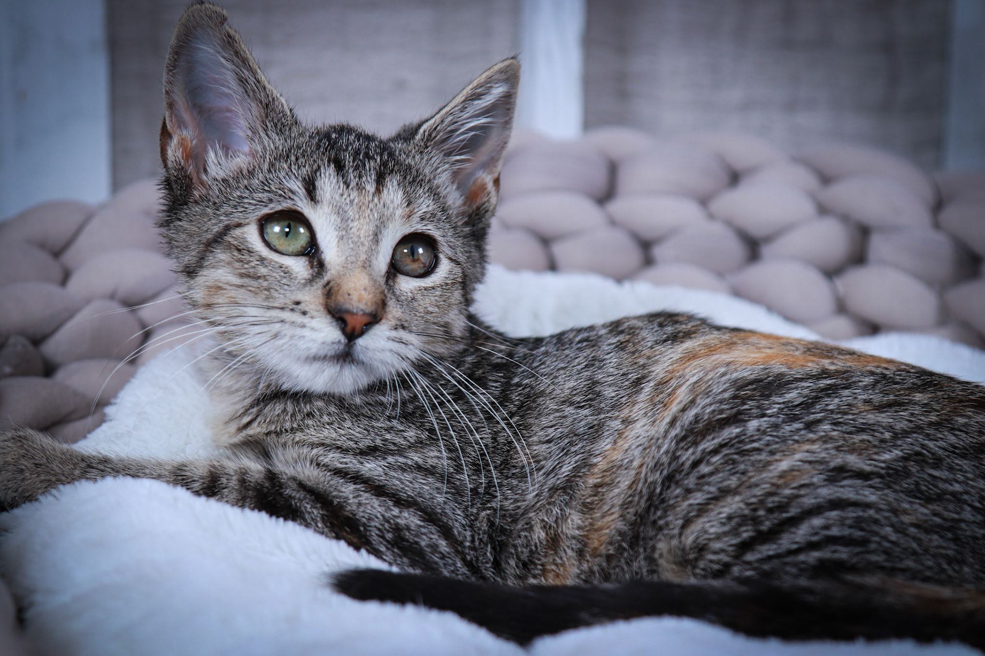 Pepsi (F-DSH-Torbie)