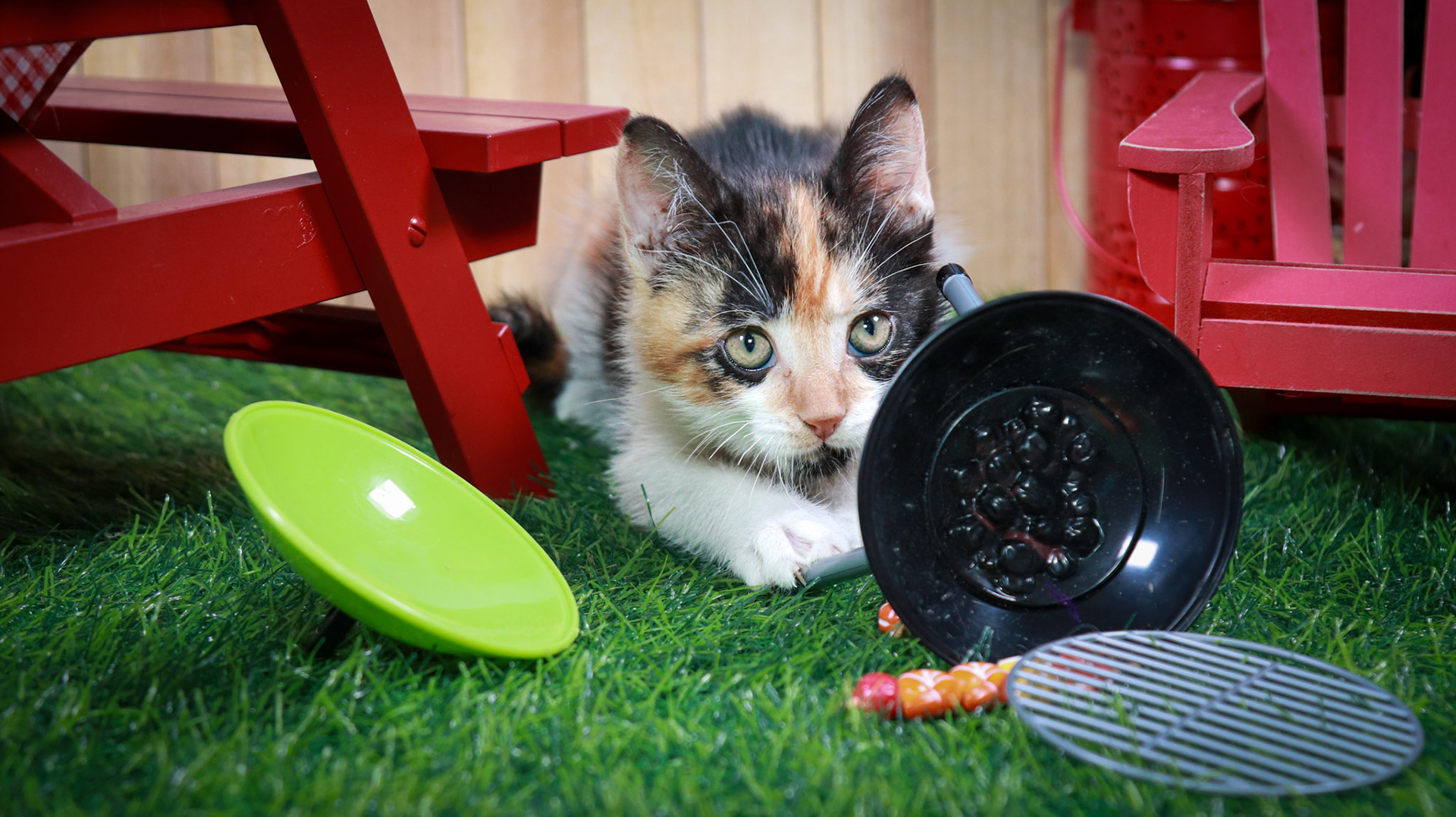 Calypso (F-DSH-Calico)