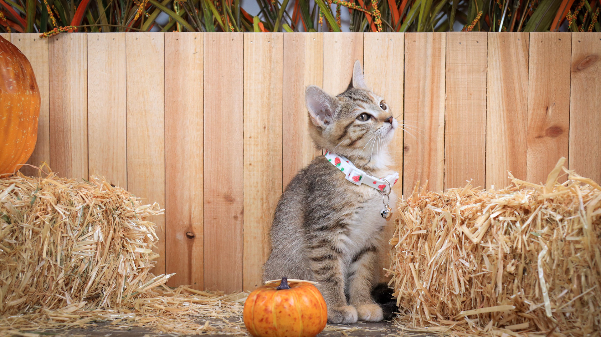 Furrari (F-DSH-Tabby)