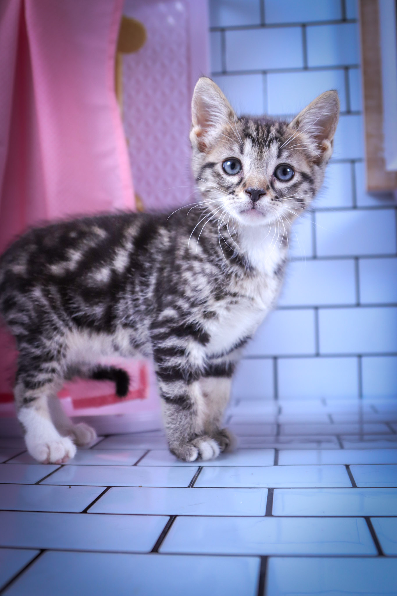 Milo (M-DSH-Tabby/White)