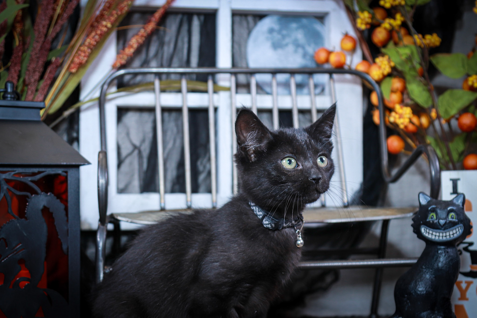 Gus Gus (M-DMH-Black)