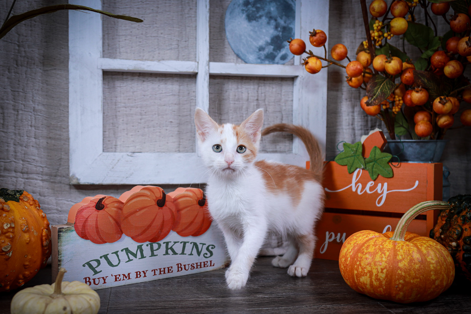 Ginger (F-DSH-Ginger/White)