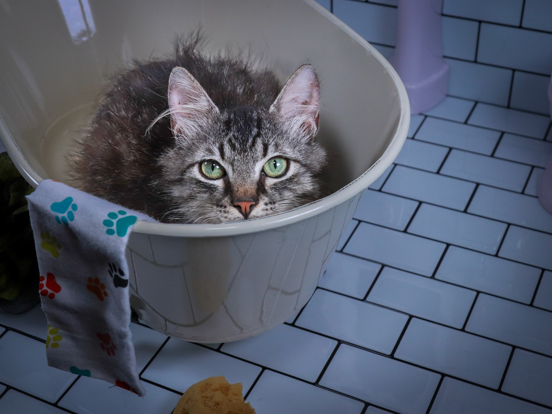 Bucky (M-DMH-Tabby)
