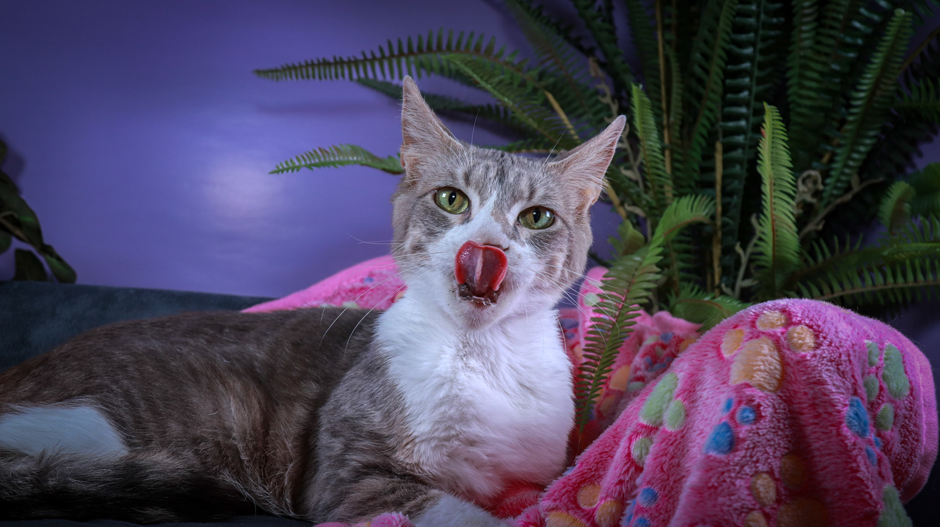 Sandy (F-DSH-Grey/White/Tuxie)
