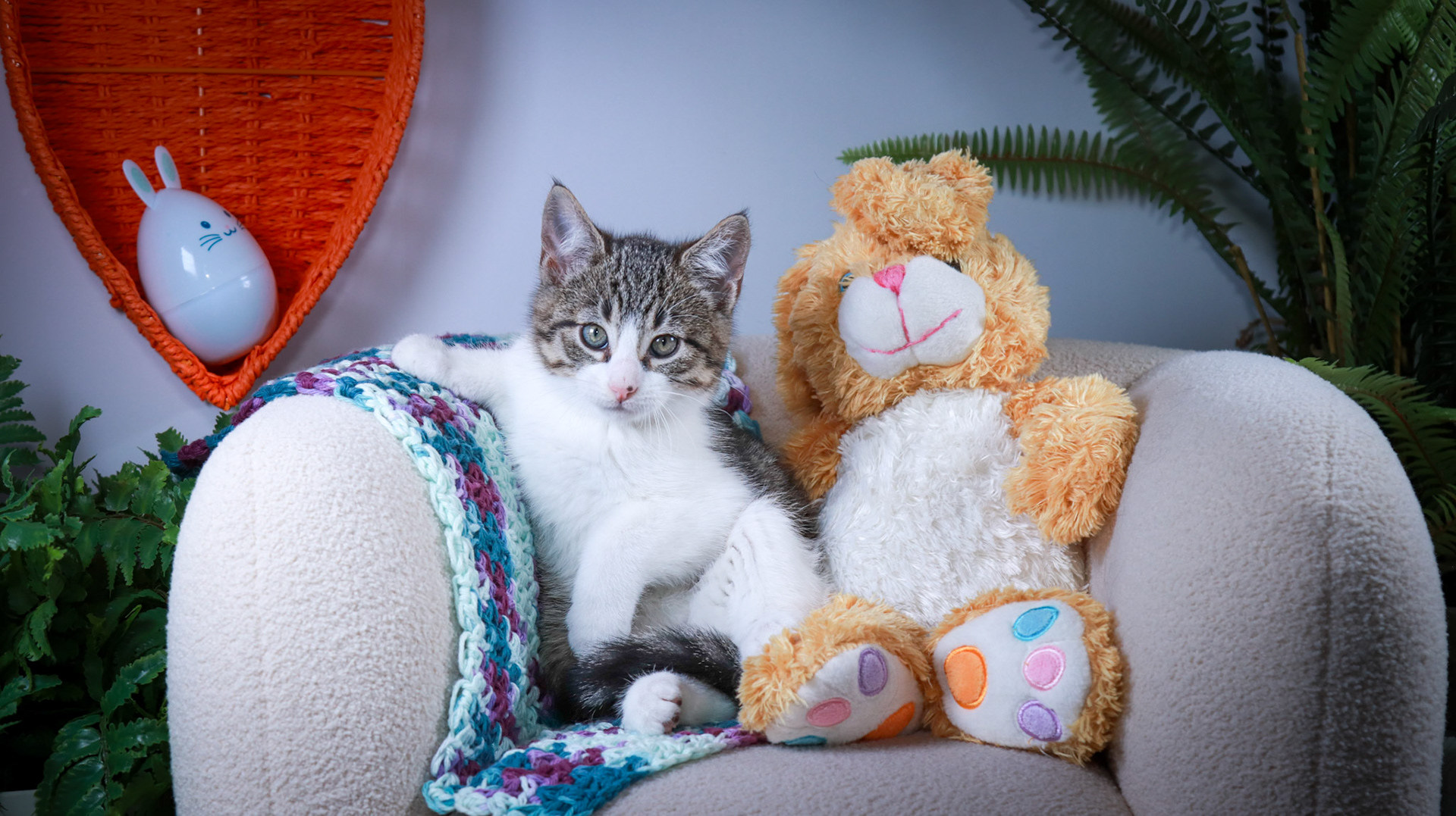 Gus (M-DSH-Tabby/White)