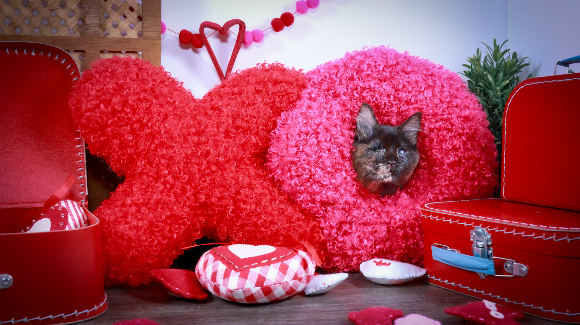 Yoru (F-DMH-Tortie)