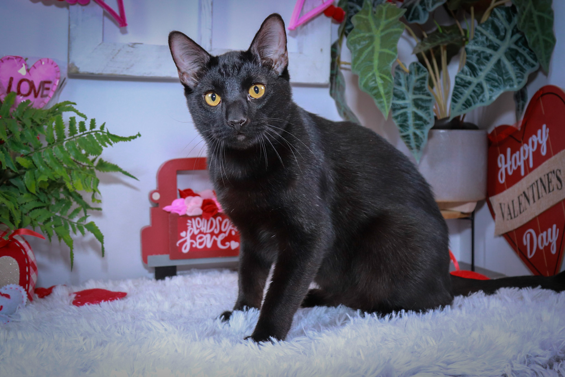 Robin (M-DSH-Black)