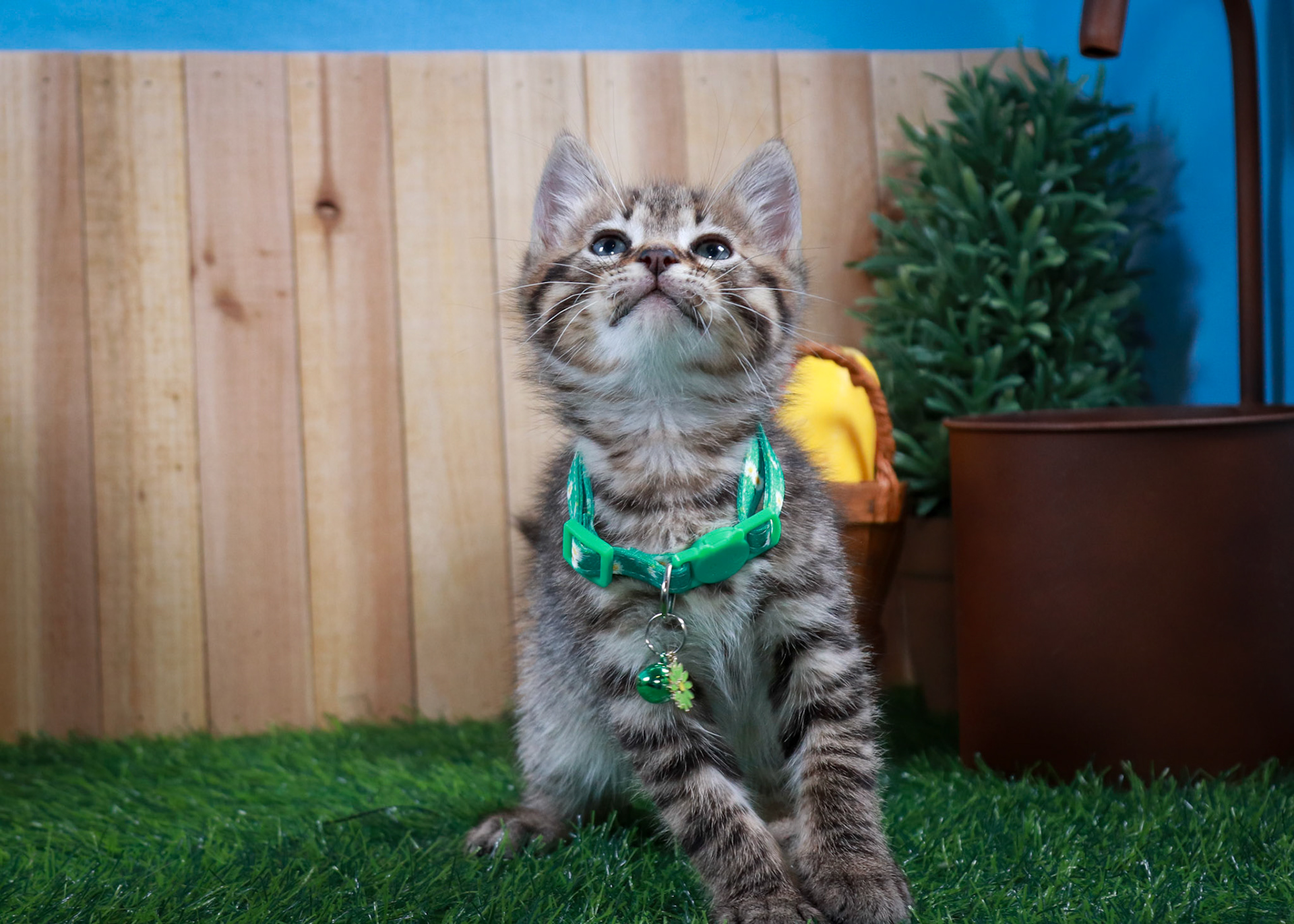 Walter (M-DSH-Tabby)