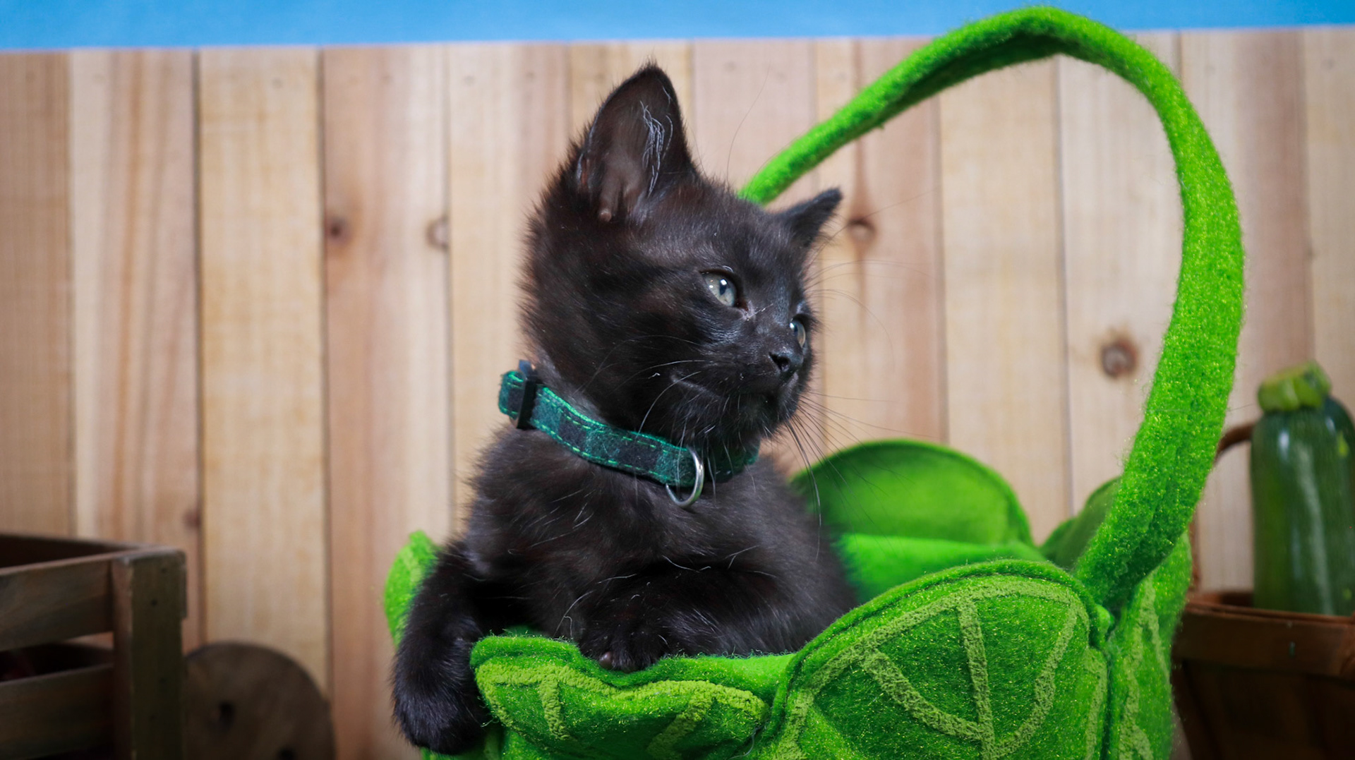 Clover (F-DSH-Black)
