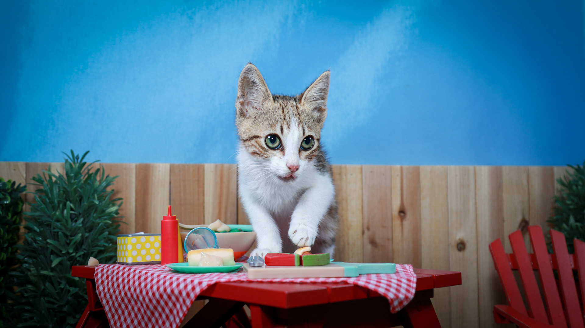 Arthur (M-DSH-Tabby/White)