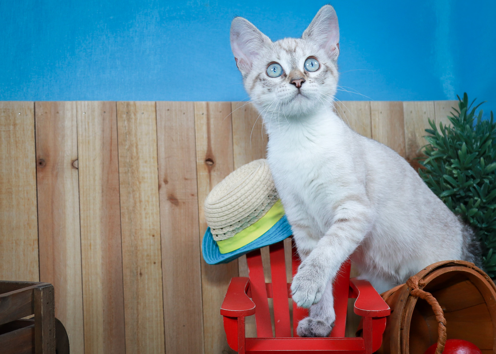 Daisey May (F-DSH-Lynx Point Siamese)