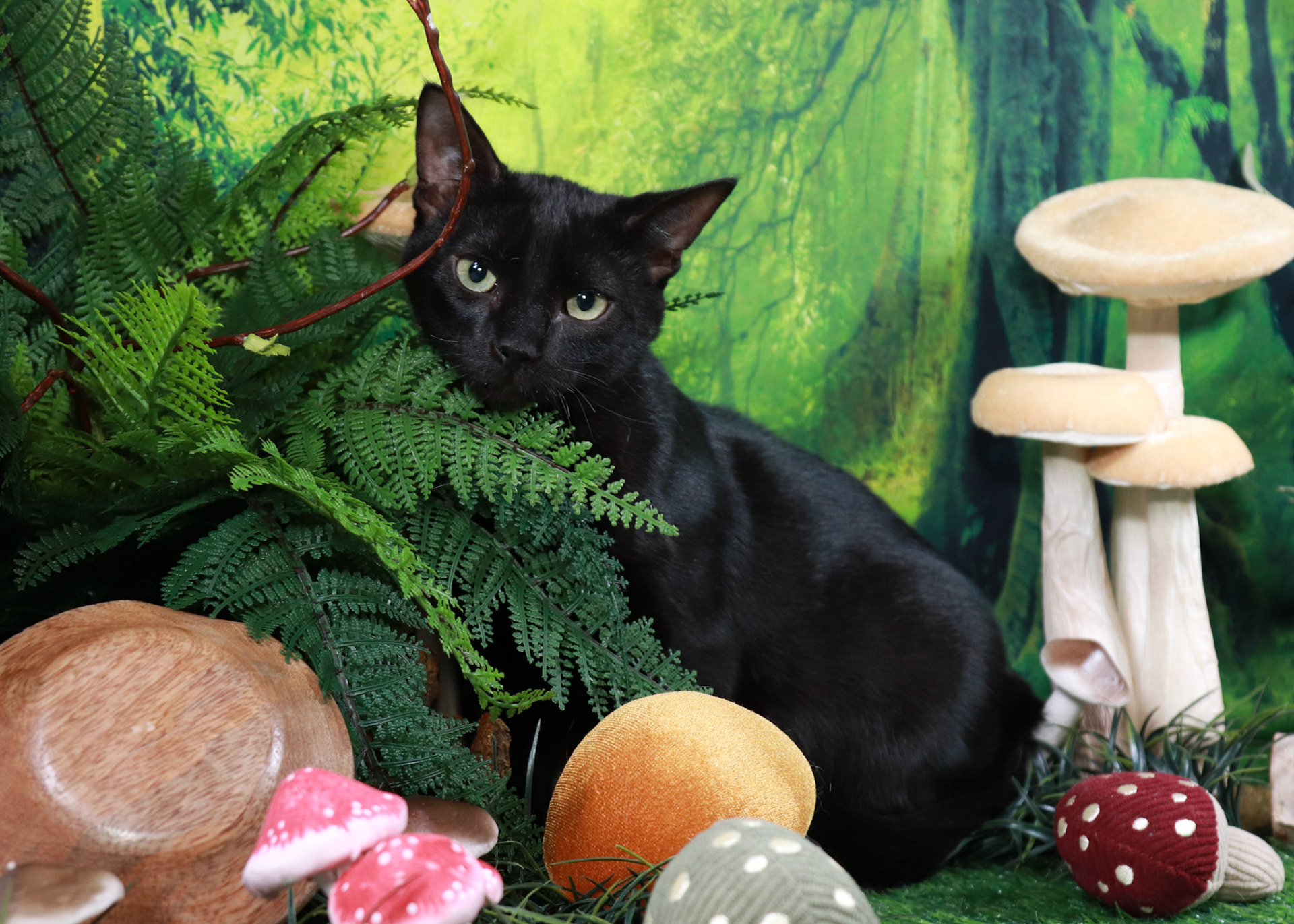 Binx (M-DSH-Black)