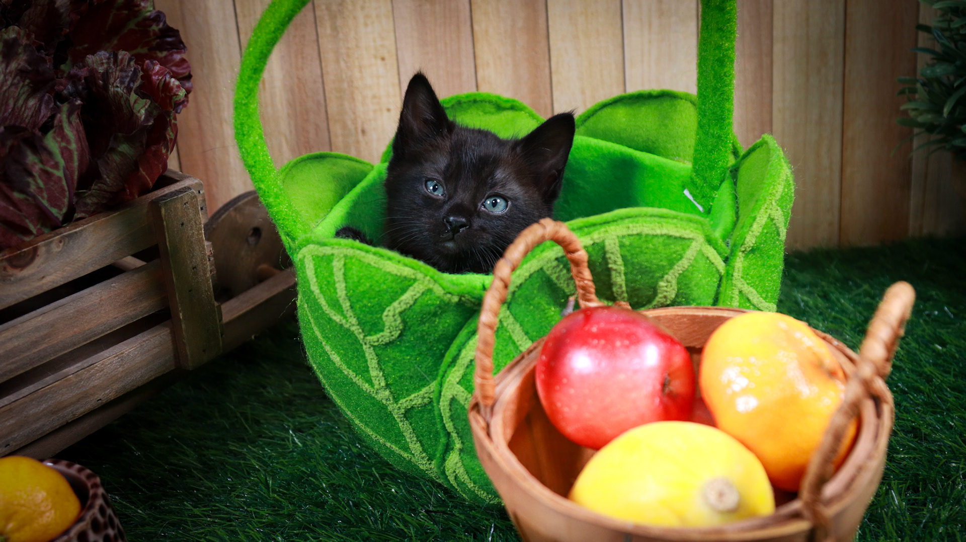 Tippy (M-DLH-Black)