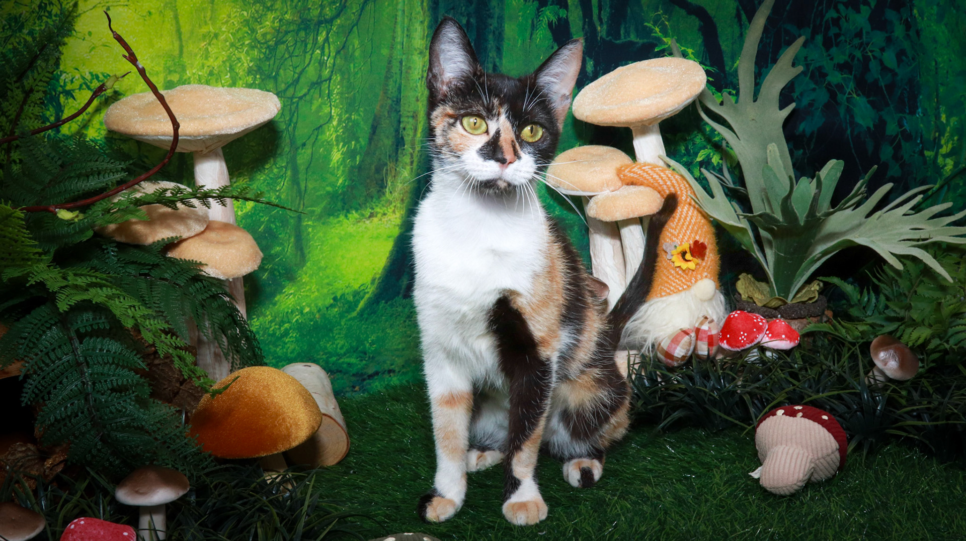 Honey (F-DSH-Calico)