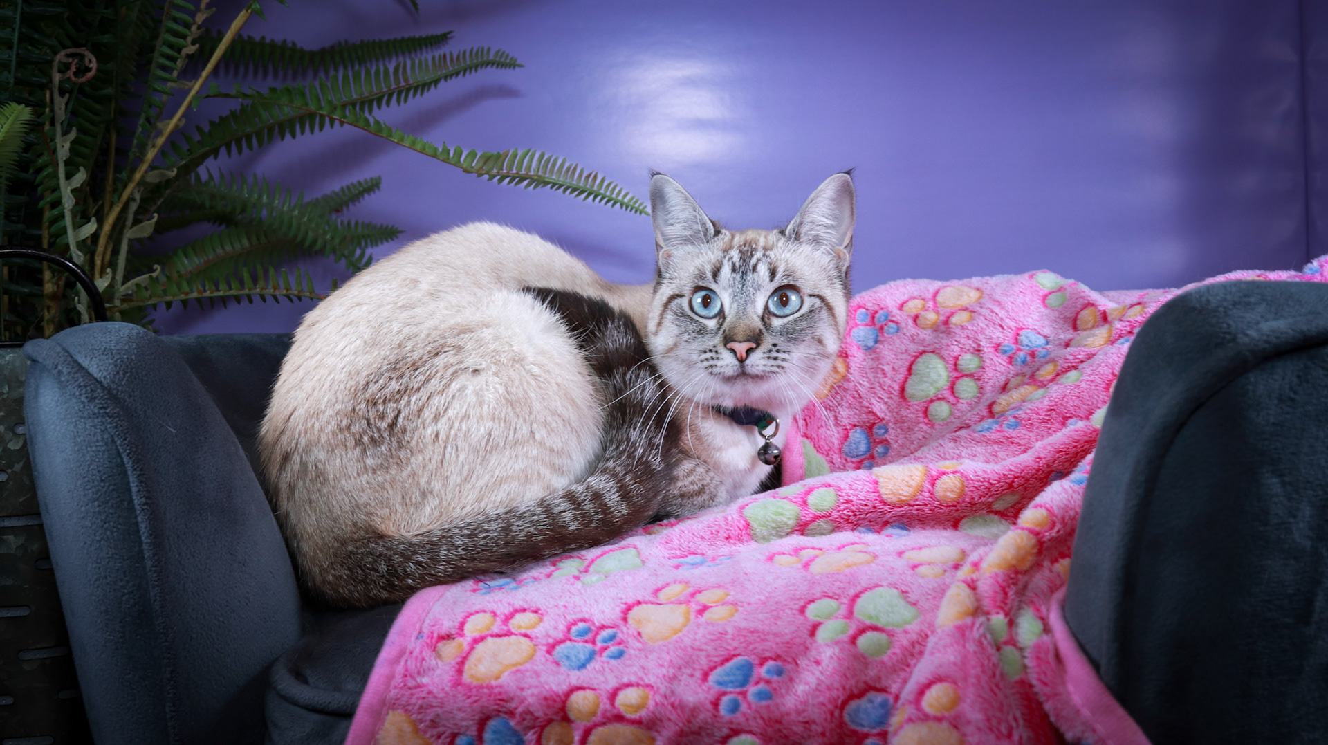 Daisy (F-DSH-Lynx Point Siamese)