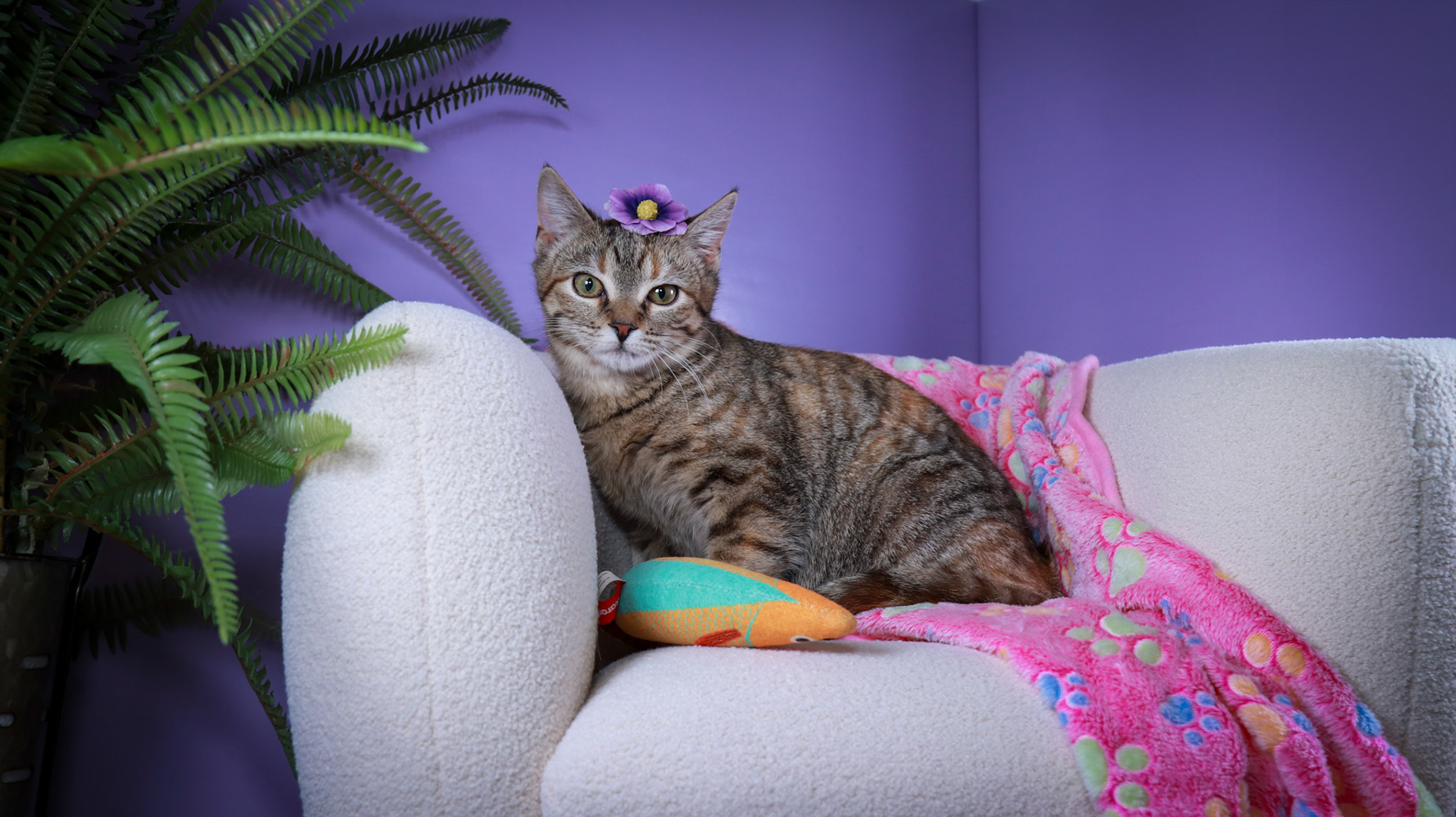 Poppy (F-DSH-Torbie)