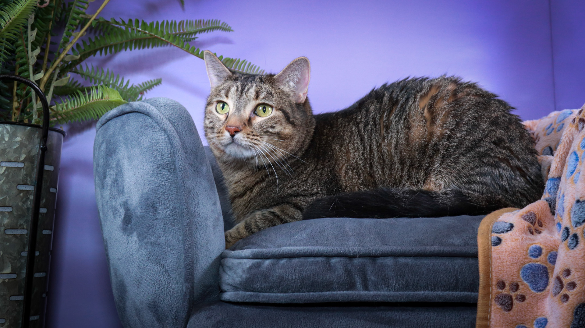 Tommy (M-DSH-Brown/Black/Tabby)