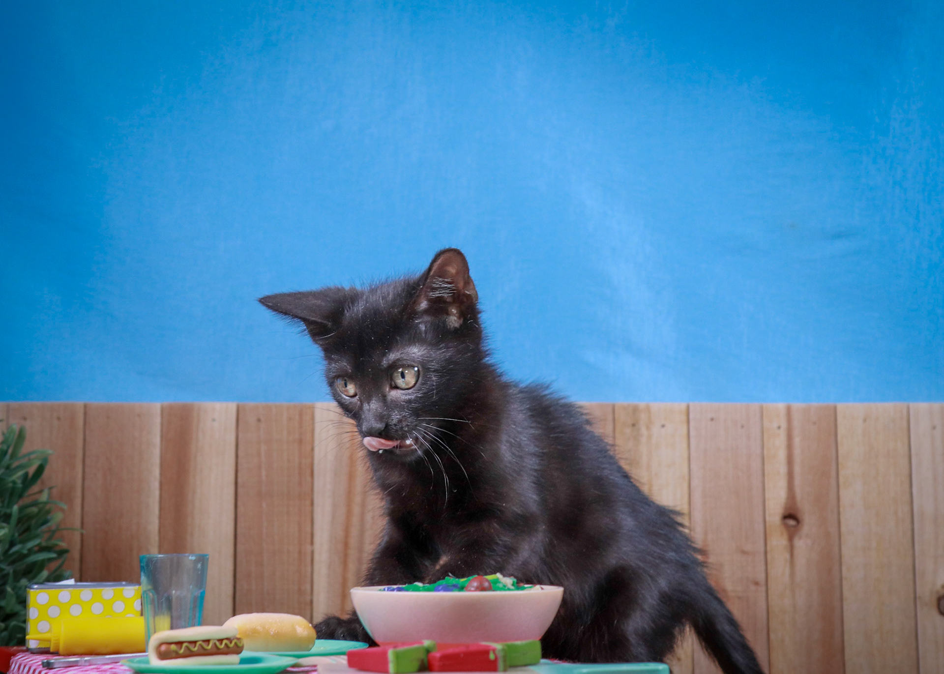 Tara (F-DSH-Black)