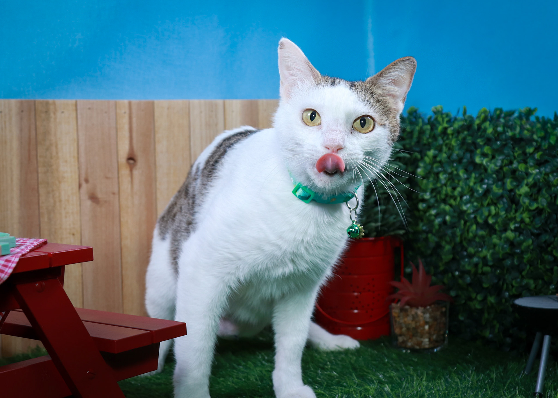 Sweet Pea (F-DSH-Tabby/White)