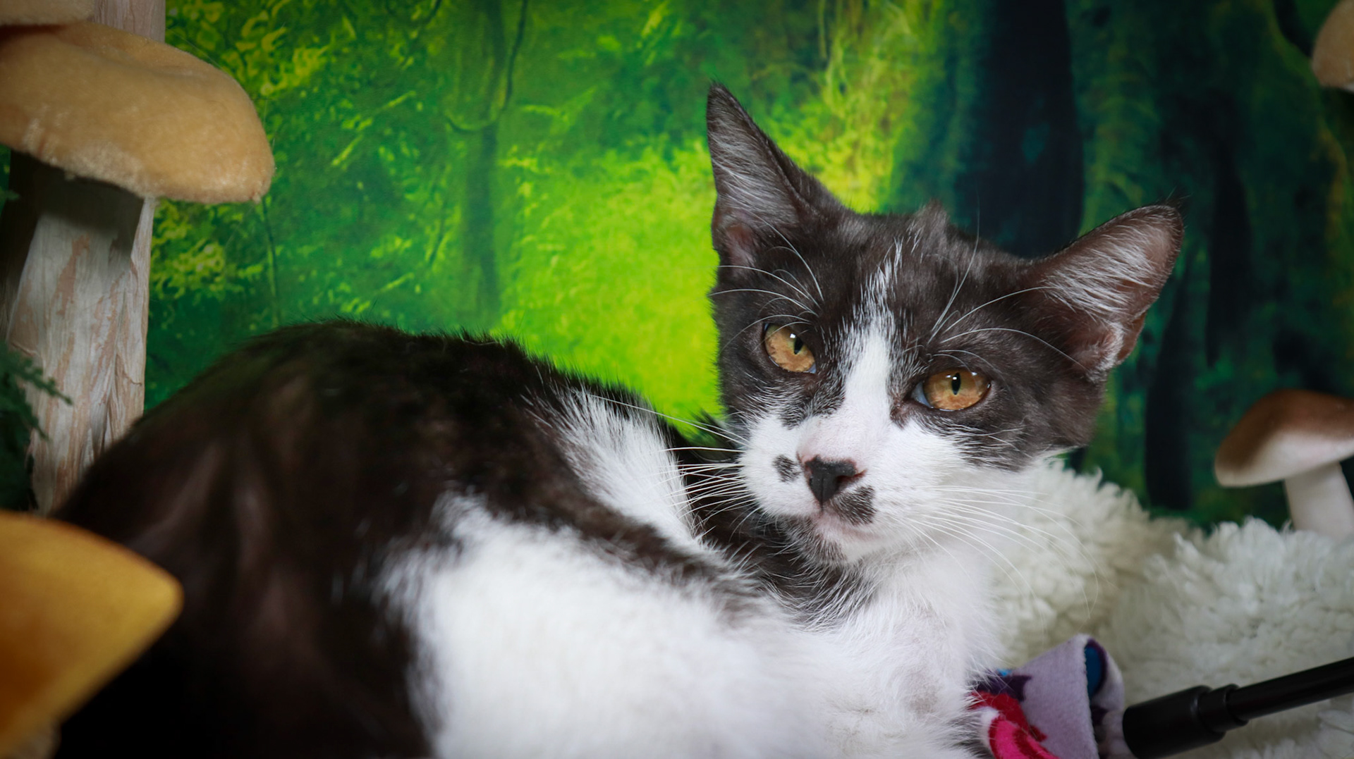 Daisy (F-DSH-Black/White)