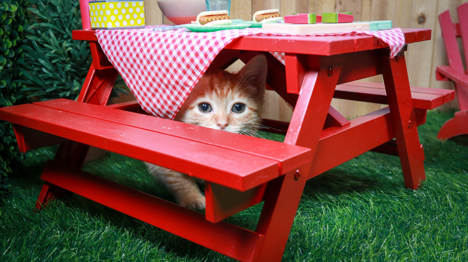Bonnie (F-DSH-Ginger/Tabby)