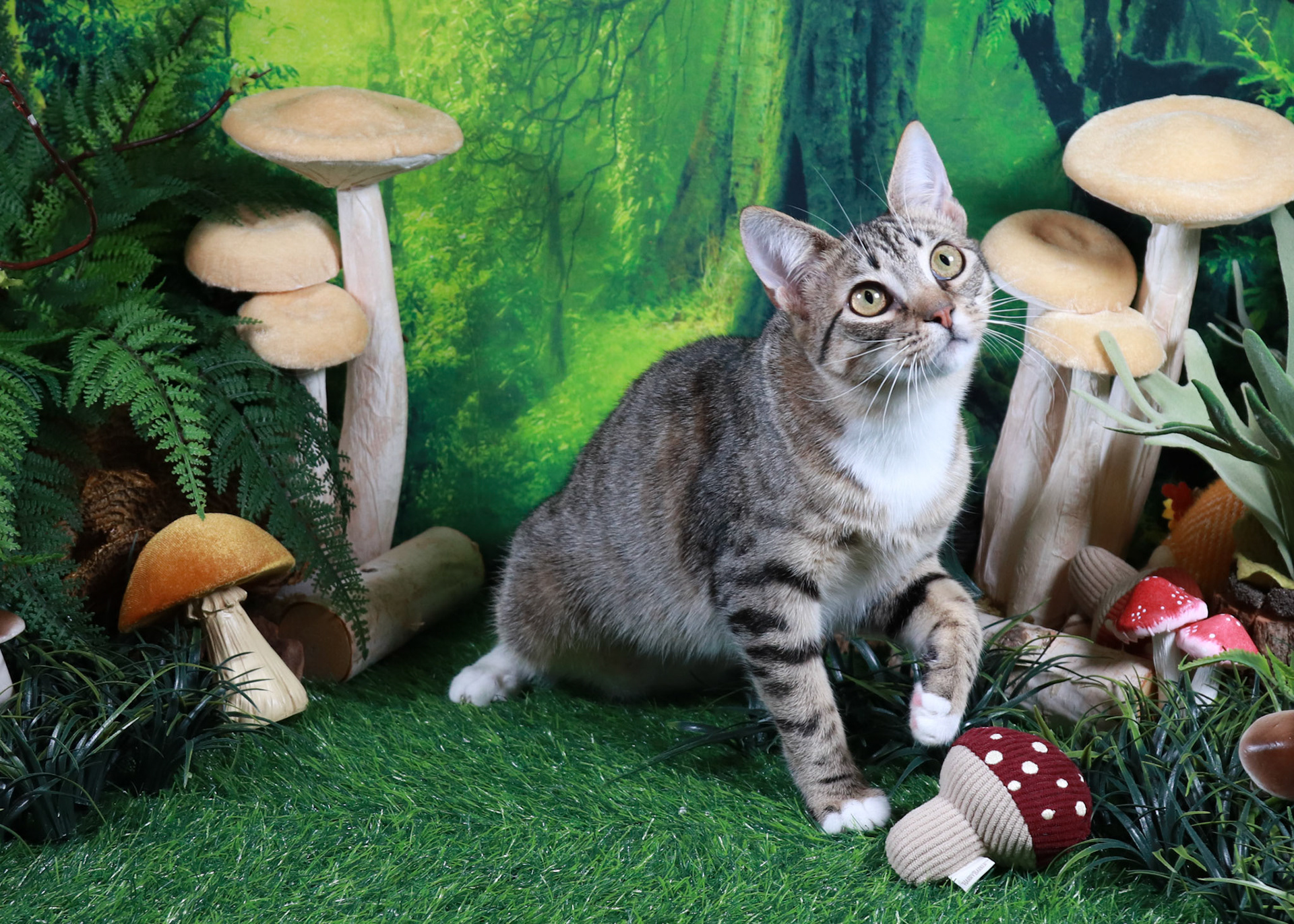 Frankie (F-DSH-Grey/Tabby)