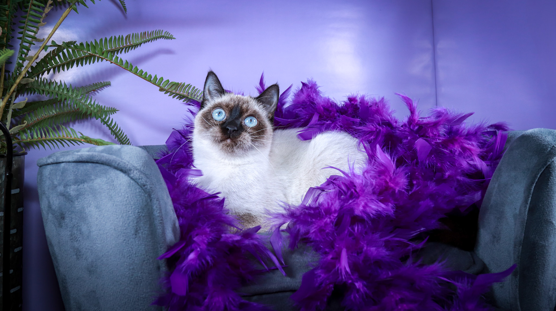 Meci (F-DSH-Seal Point Siamese)