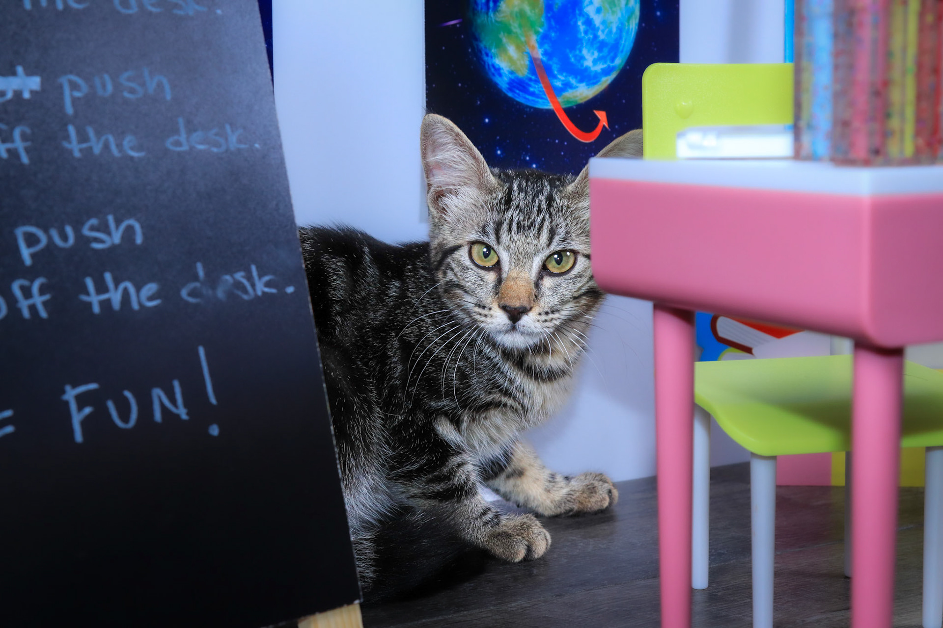 Scamp (F-DSH-Tabby)