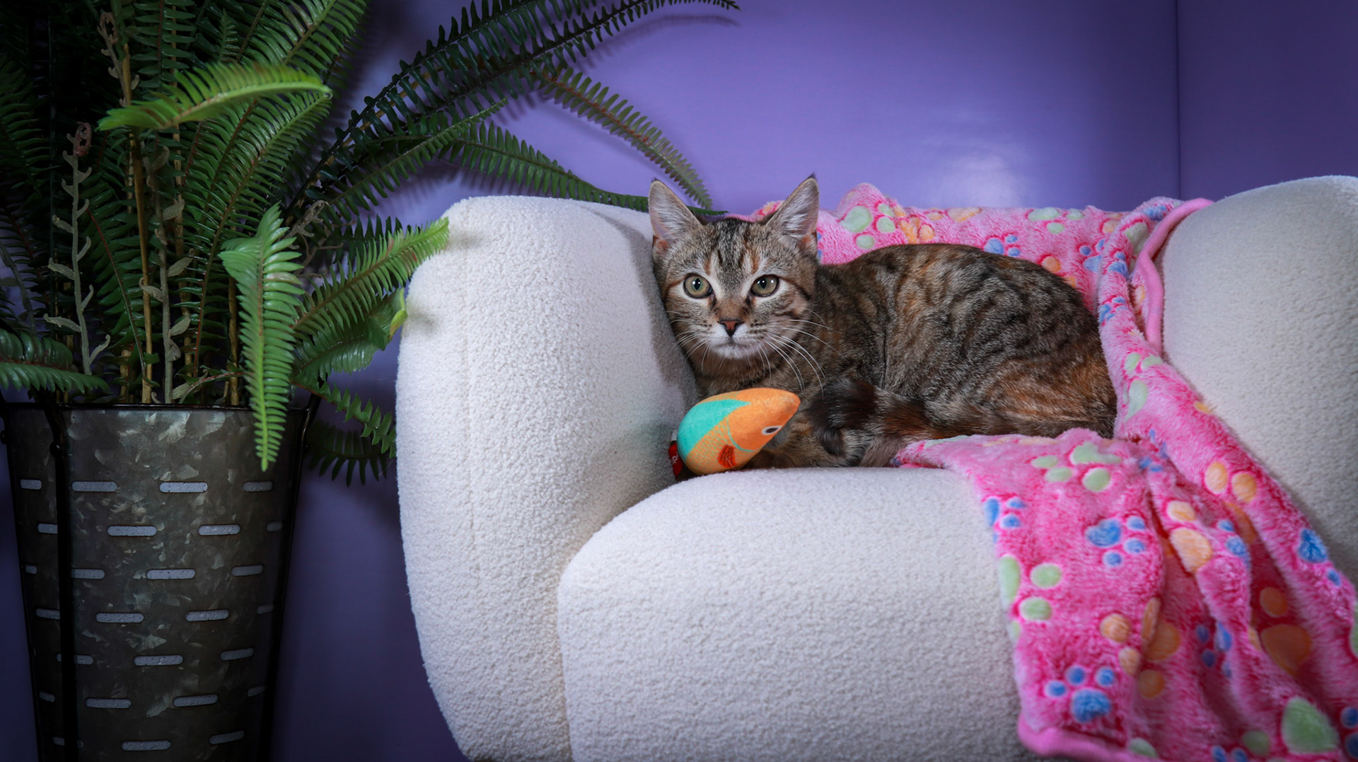 Poppy (F-DSH-Torbie)