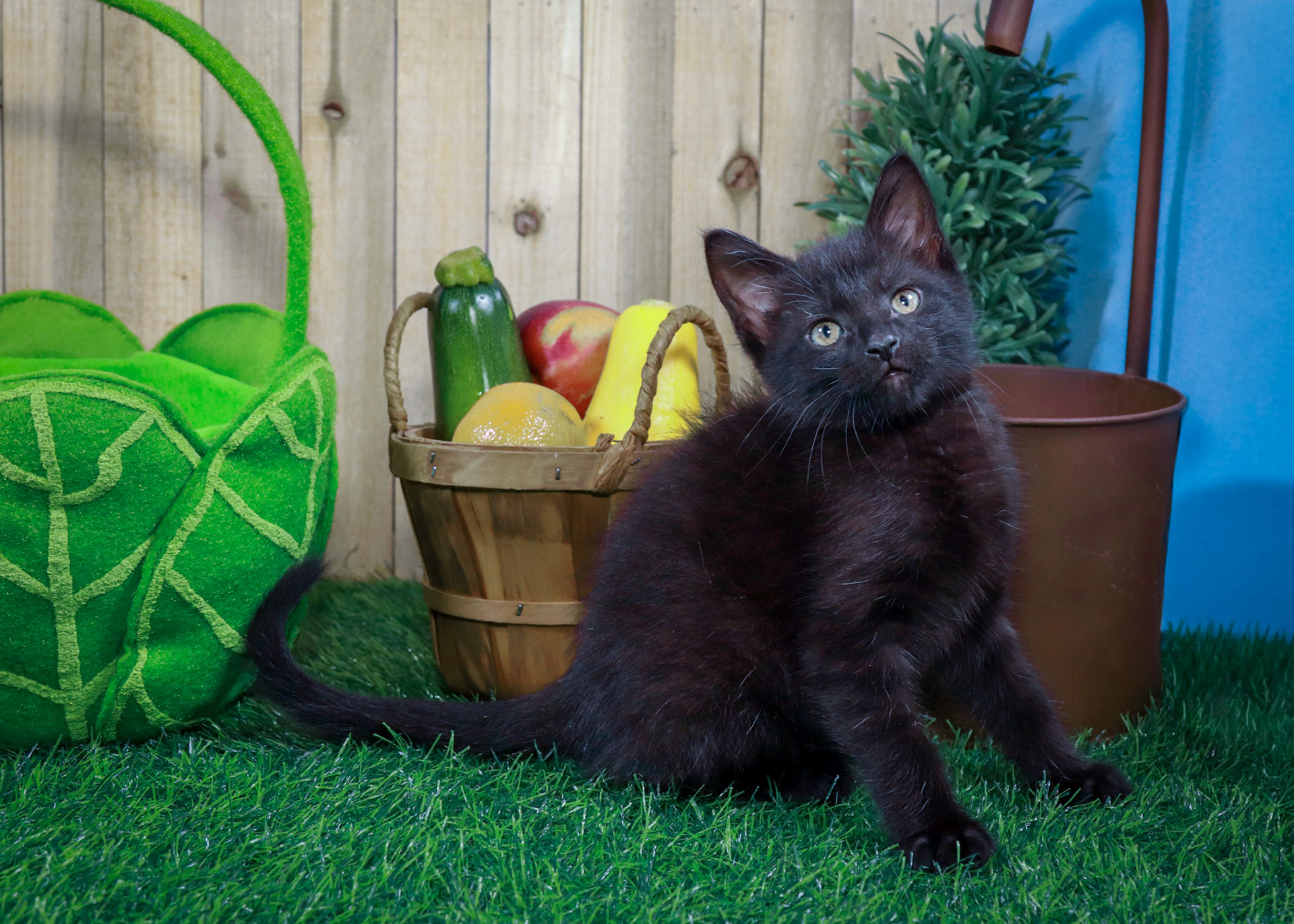 Lottie (F-DSH-Black)