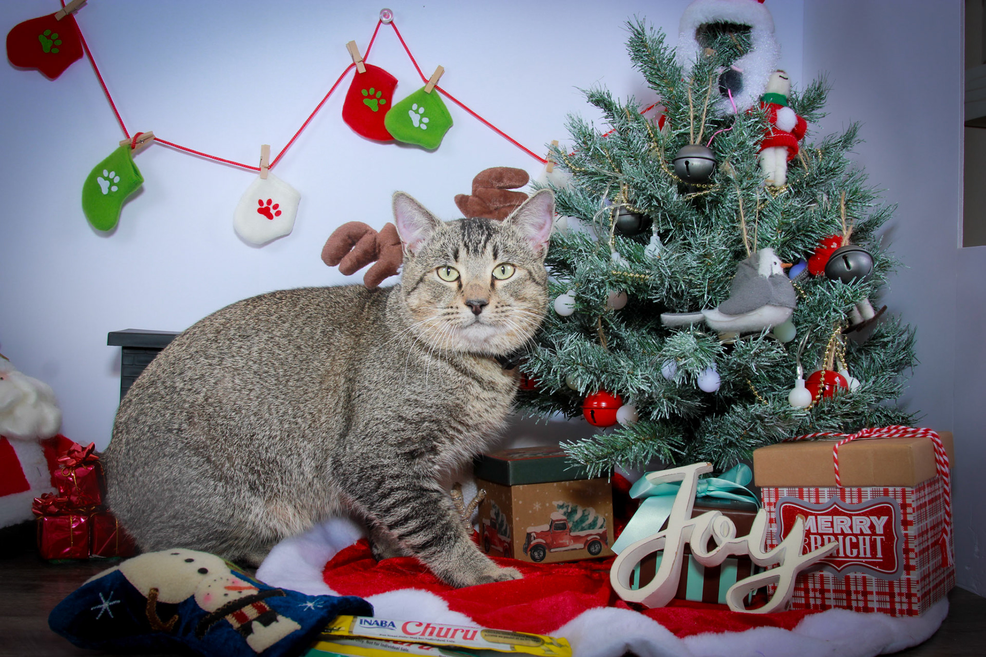 Hercules (M-DSH-Tabby)