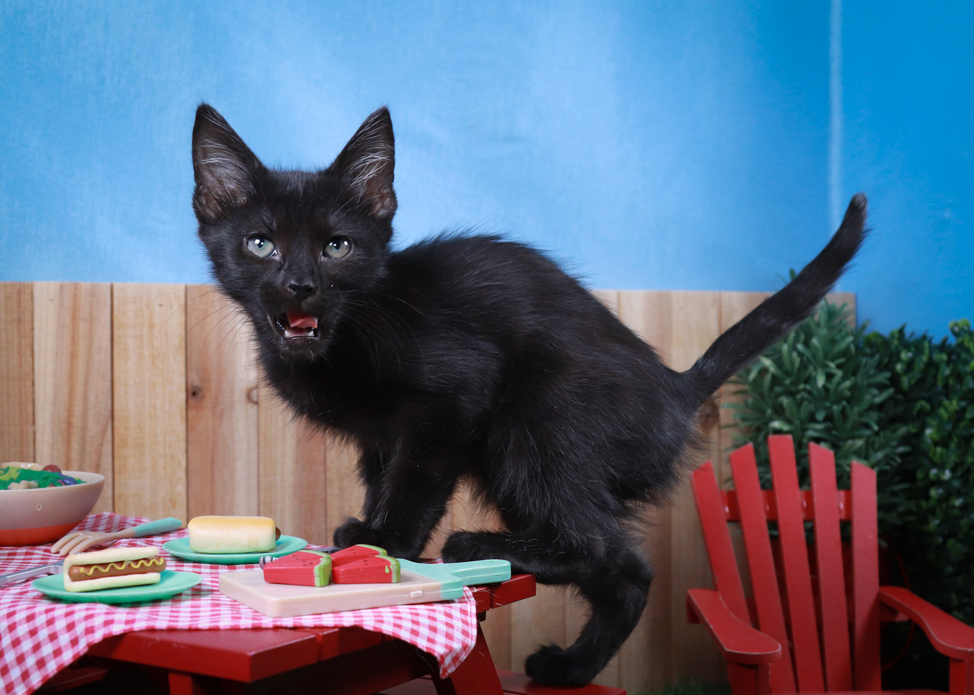 Sasquatch (M-DSH-Black/Polydactyl)