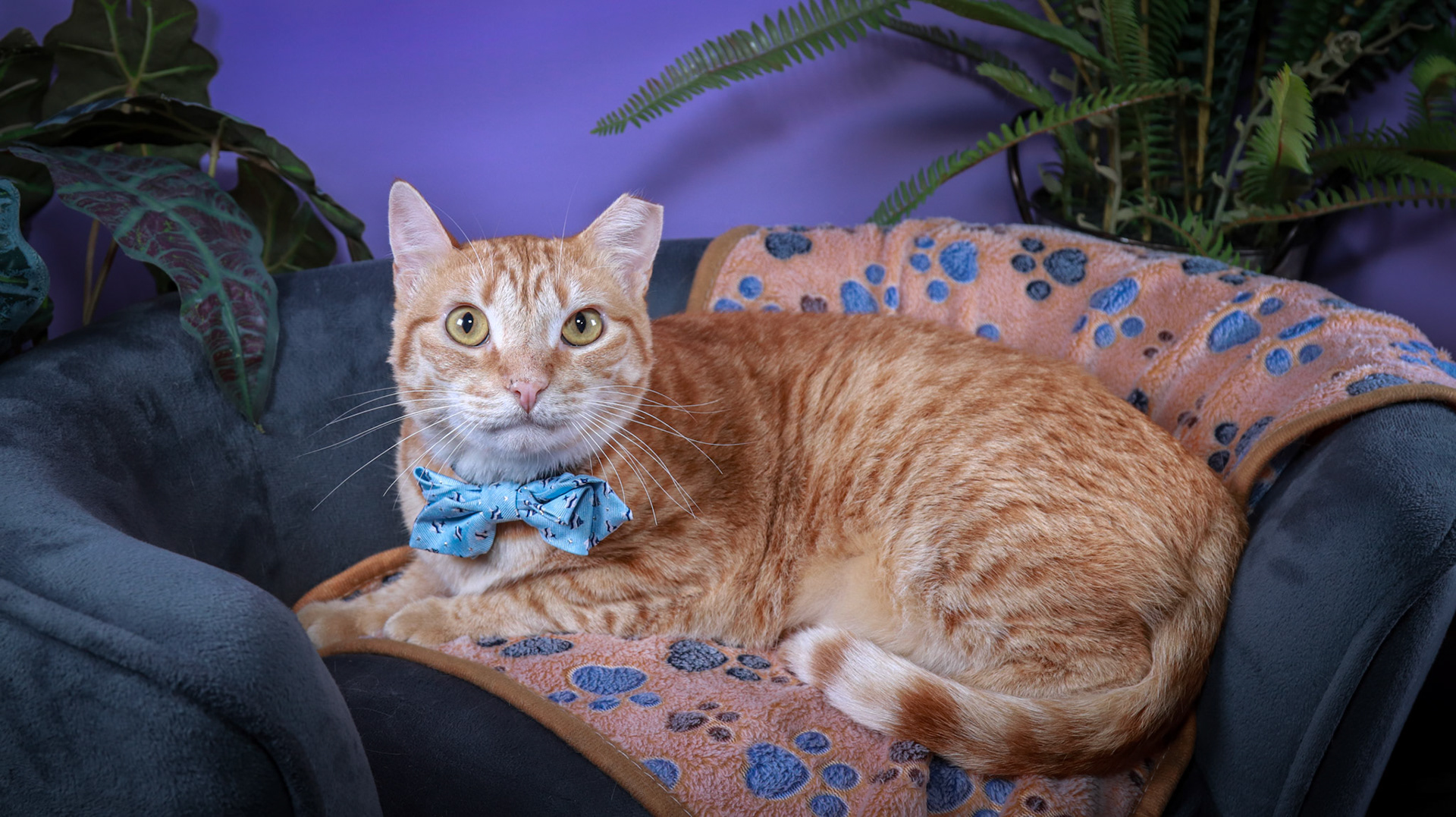 Apollo (M-DSH-Ginger)