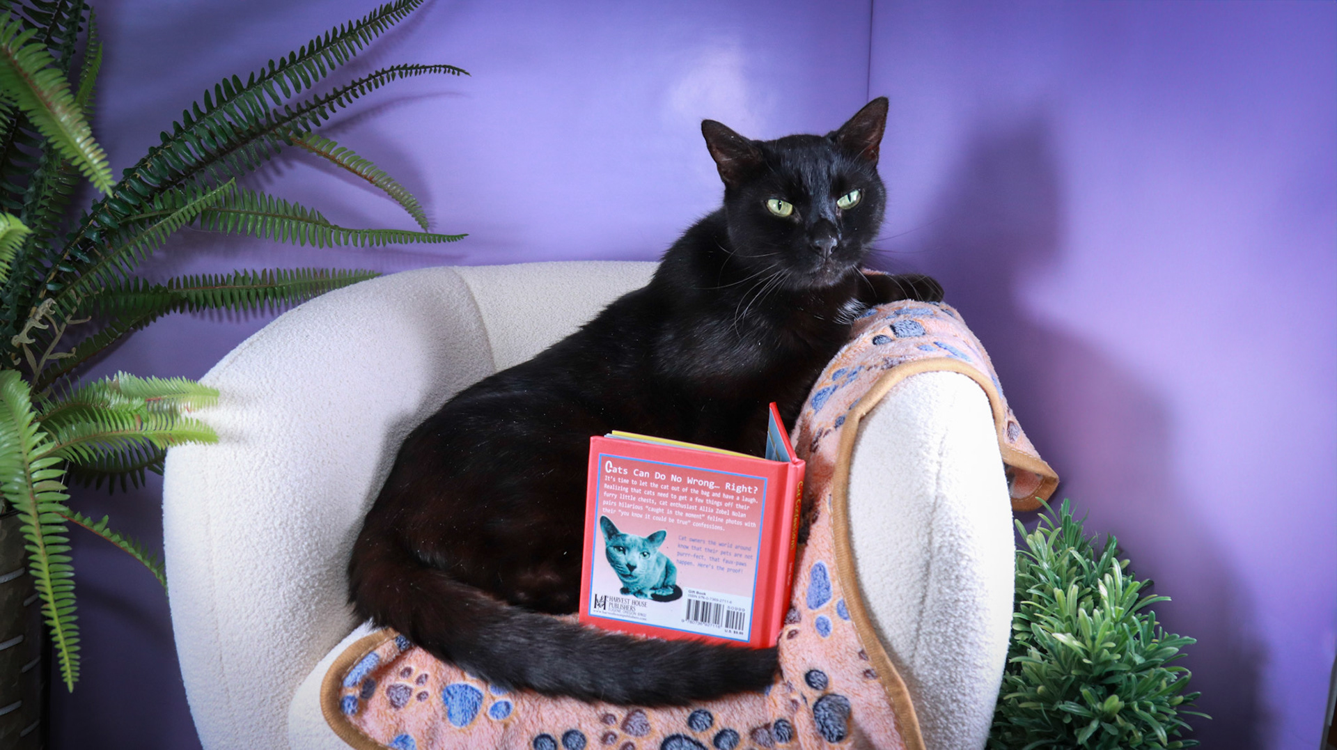 Klondike (M-DSH-Black)