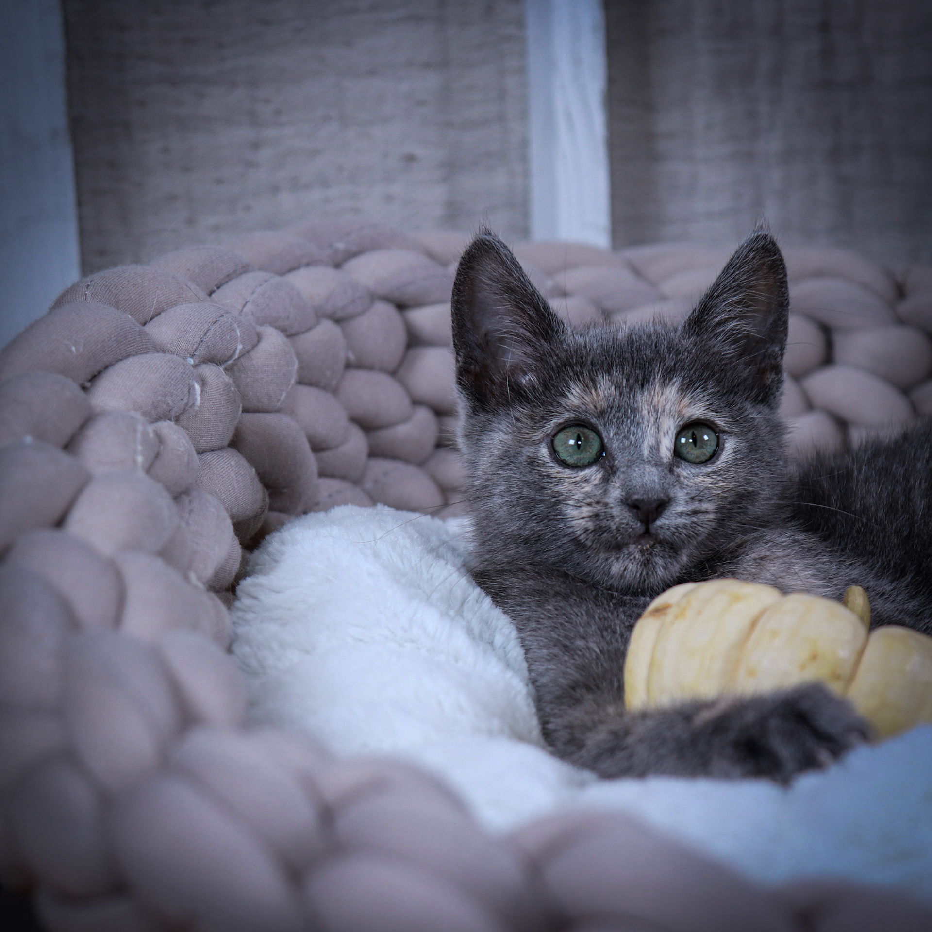 Chloe (F-DSH-Dilute/Torbie)