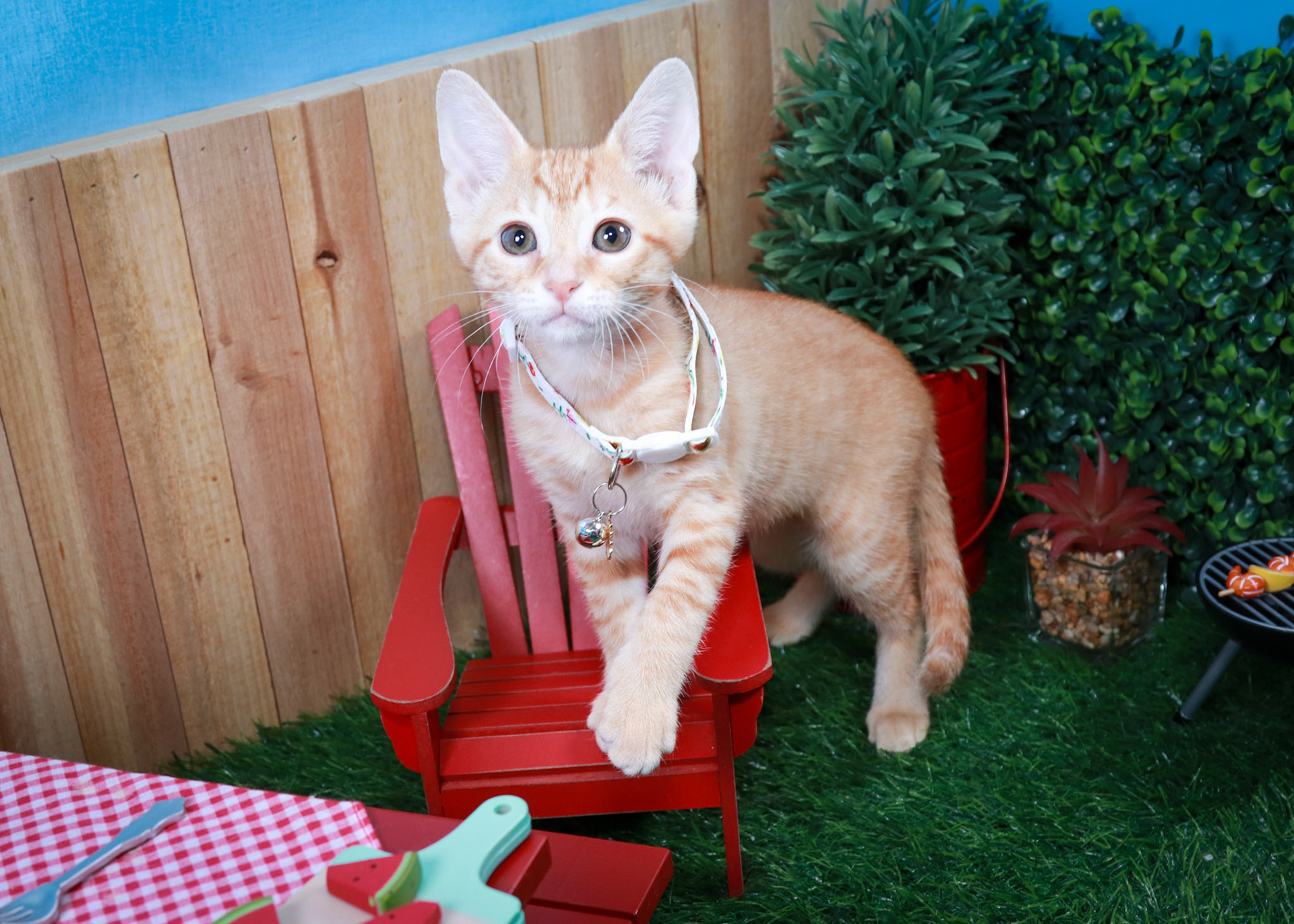 Blossom (F-DSH-Ginger)