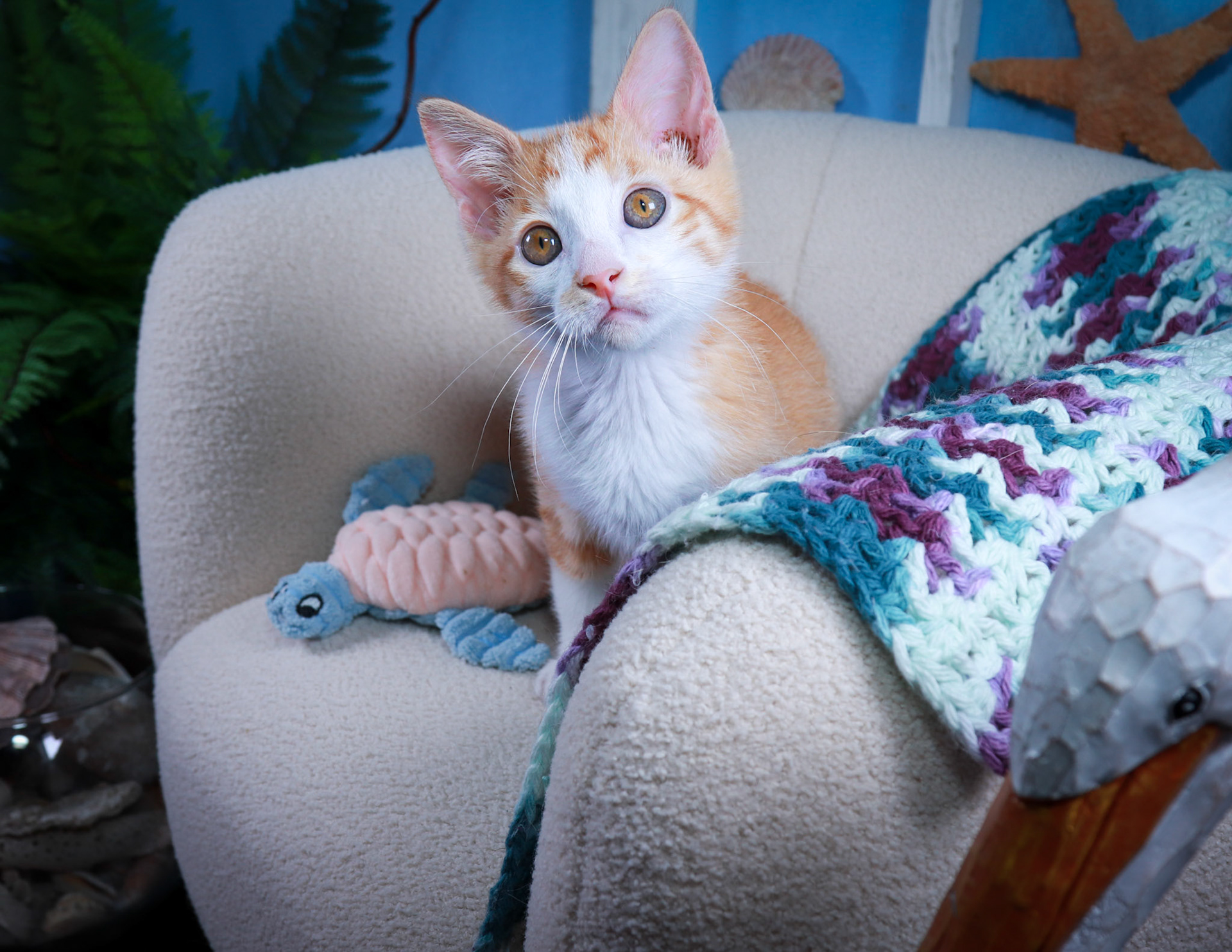 Pickles (M-DSH-Ginger/White/Tuxie)