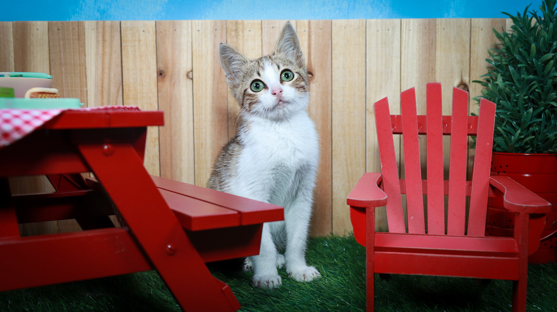 Arthur (M-DSH-Tabby/White)