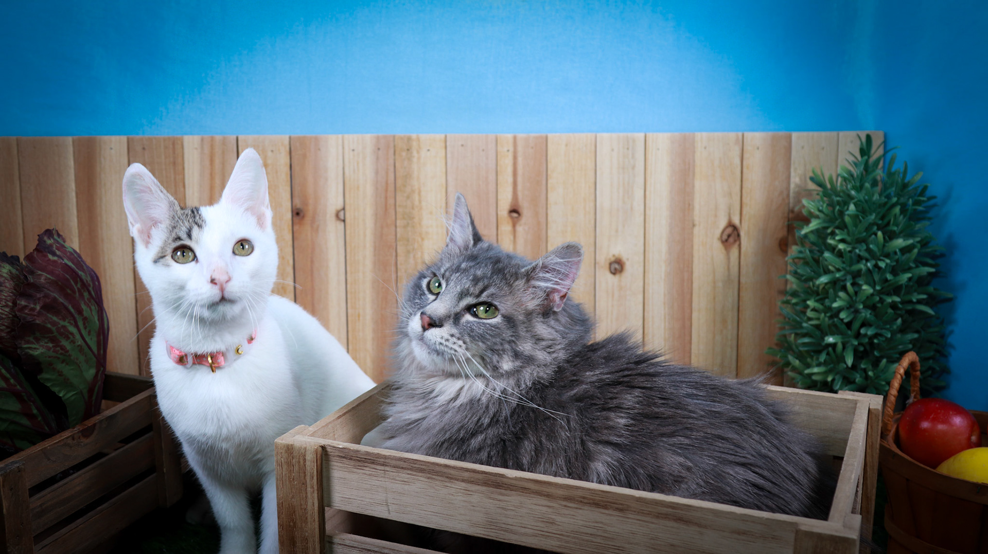 Rini (F-DSH-Tabby/White), Elven (M-DLH-Gray/Tabby)