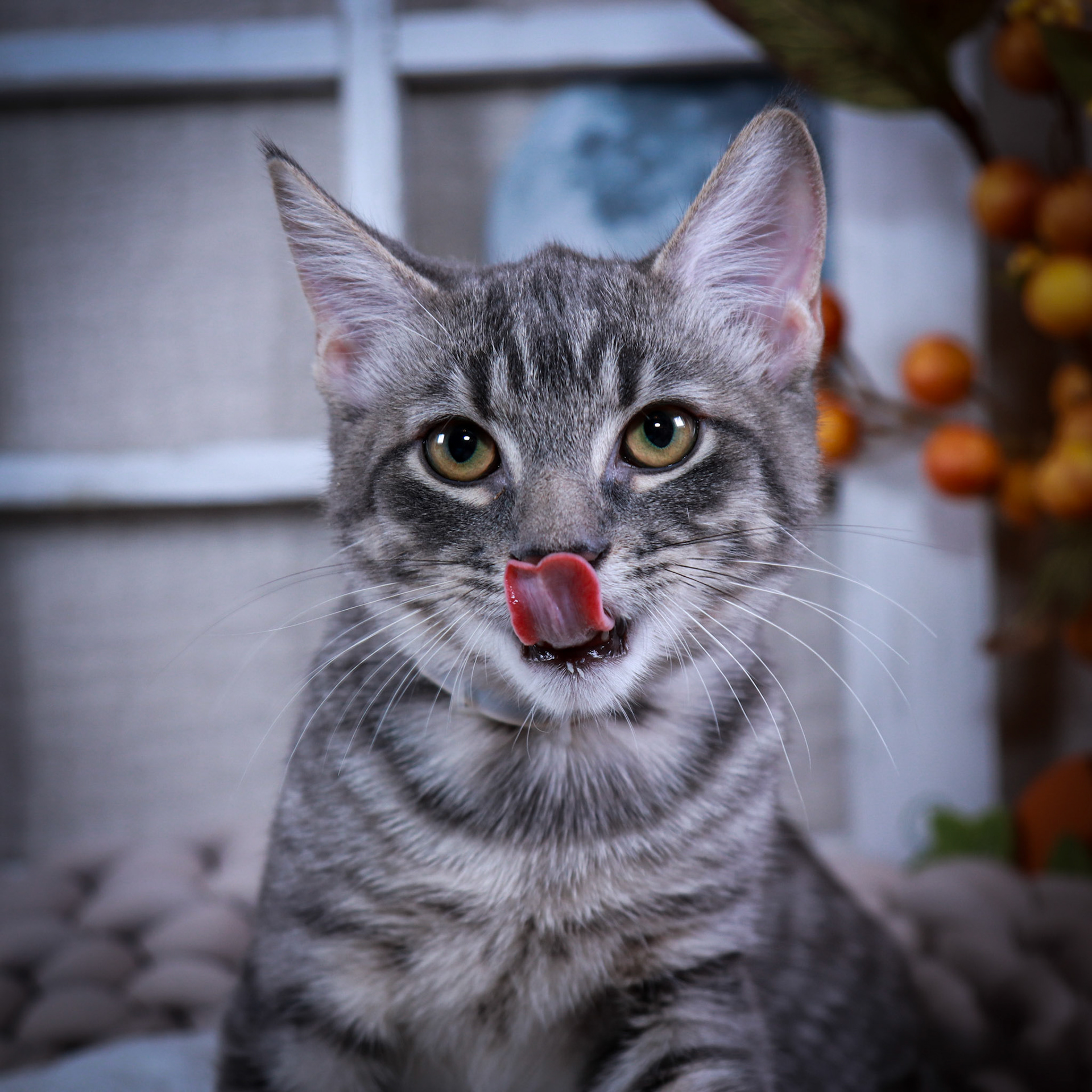 Adso (M-DSH-Gray/Tabby)