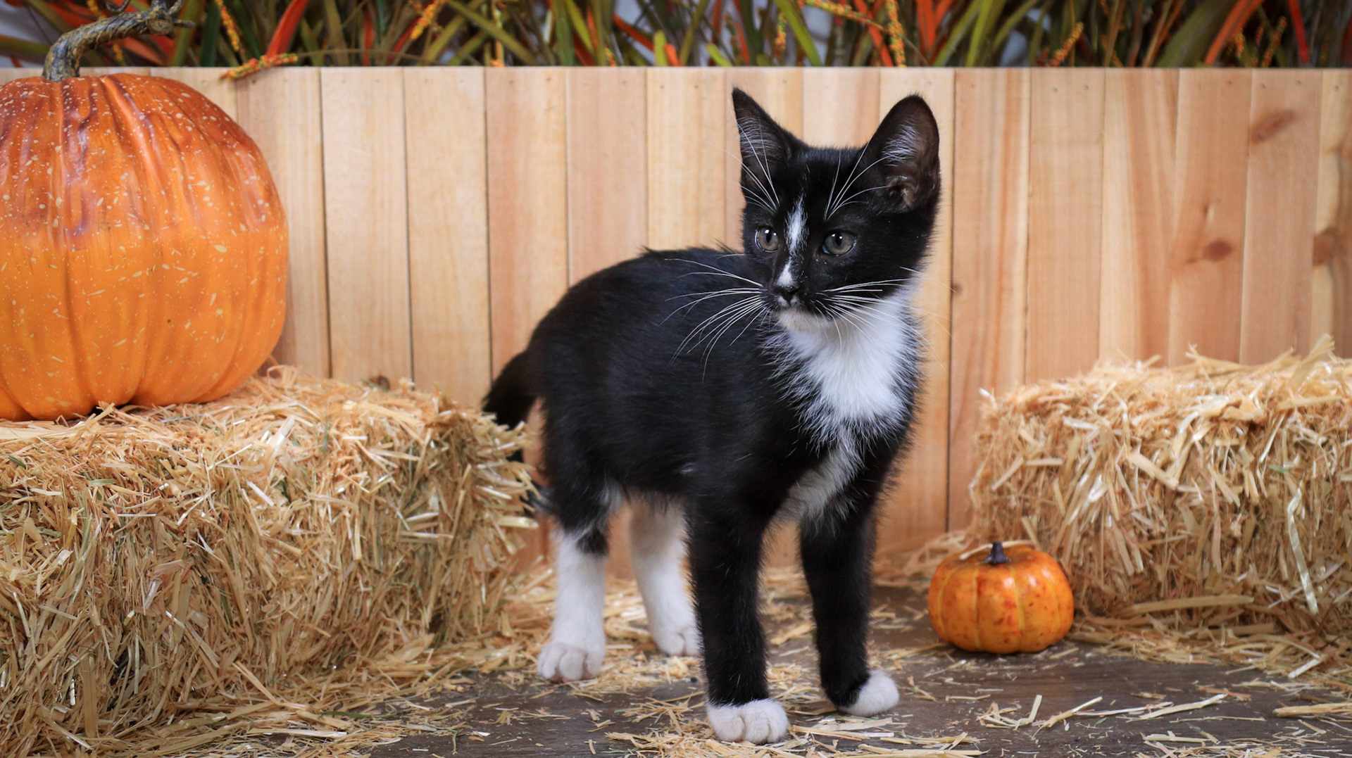 Ringo (M-DSH-Black/White/Tuxedo)
